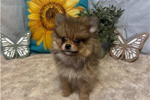 Goldie - Pomeranian for sale