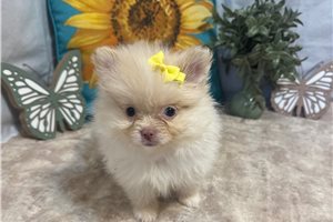 Arya - Pomeranian for sale