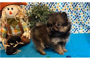 Glinda - puppy for sale