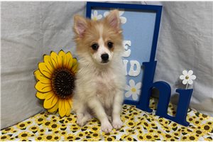 Ivan - Pomeranian for sale