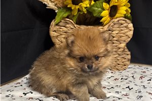 Leon - Pomeranian for sale