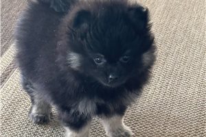Lawson - Pomeranian for sale