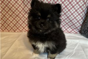 Thaddeus - Pomeranian for sale