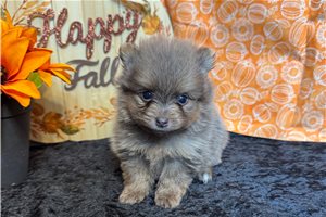 Garrett - puppy for sale