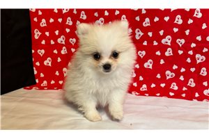 Sadie - Pomeranian for sale