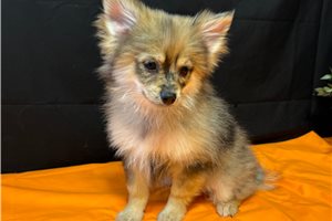 Nasir - Pomeranian for sale