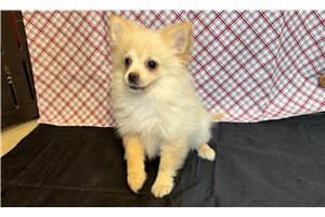Niles - Pomeranian for sale
