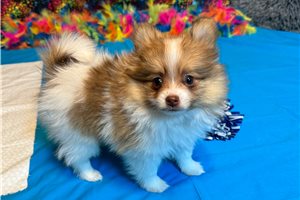 Sophia - Pomeranian for sale