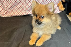 Nathaniel - Pomeranian for sale
