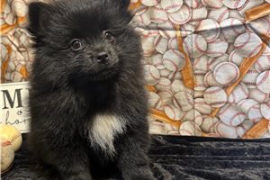 Pickles - Pomeranian for sale