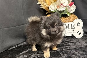 Lawson - Pomeranian for sale