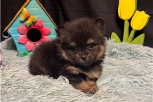 Glider - Pomeranian for sale