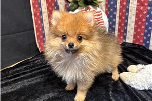 Leon - Pomeranian for sale