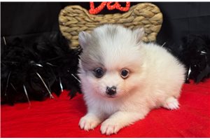 Charlotte - puppy for sale