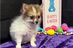 Camila - Pomeranian for sale