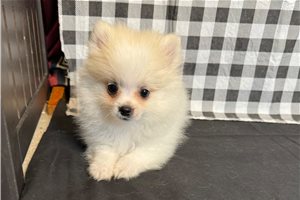 Sadie - Pomeranian for sale