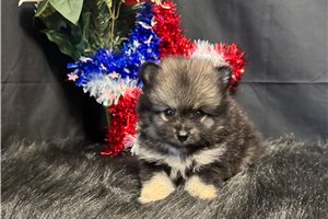 Archie - Pomeranian for sale