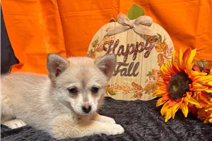 Stella - Mixed/Other for sale