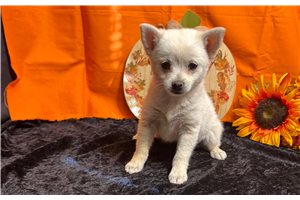 Sutton - Mixed/Other for sale