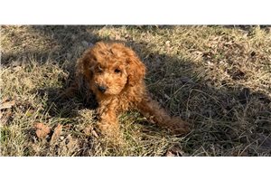 Oscar - Poodle, Miniature for sale
