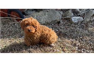 Ollie - Poodle, Miniature for sale