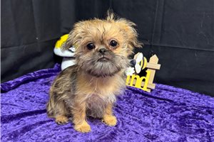 Nora - Shiffon for sale