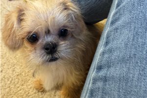 Nelson - Shiffon for sale