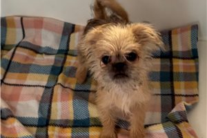 Nora - Shiffon for sale