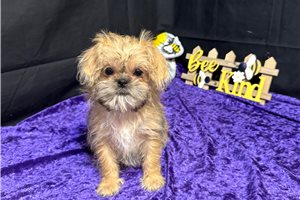 Nelson - Shiffon for sale