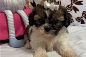 Hannah - puppy for sale