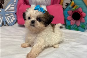 Holly - puppy for sale