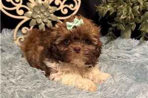 Kitty - puppy for sale