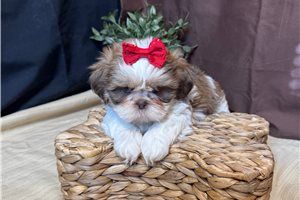 Raylin - puppy for sale