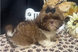 Kitty - Shih Tzu for sale