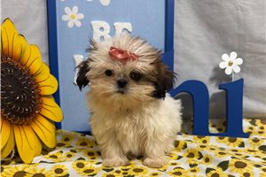 Holly - Shih Tzu for sale