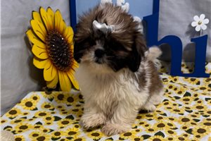 Hannah - Shih Tzu for sale
