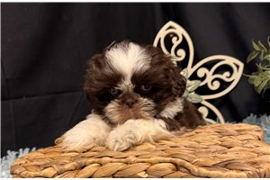 Doc - puppy for sale