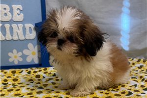 Hermie - Shih Tzu for sale