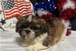 Vernon - Shih Tzu for sale