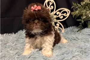 Dorothy - puppy for sale