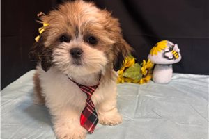 Victor - Shih Tzu for sale