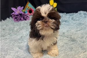 Doc - Shih Tzu for sale