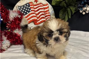 Valentine - Shih Tzu for sale