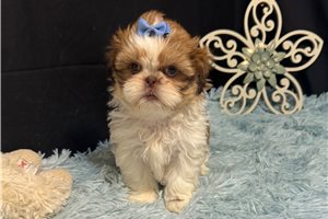 Whitley - Shih Tzu for sale
