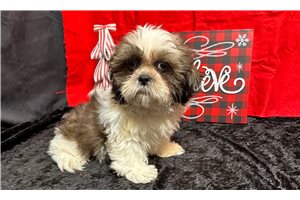 Rainier - Shih Tzu for sale