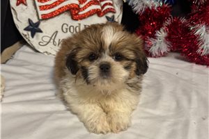 Victor - puppy for sale