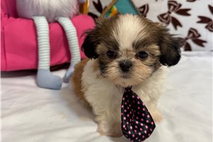 Hermie - Shih Tzu for sale