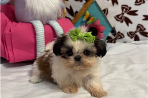 Hera - puppy for sale
