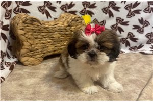 Ella - Shih Tzu for sale