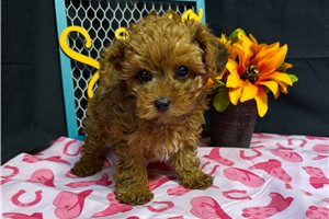 Katherine - Yorkiepoo - Yorkie Poo for sale